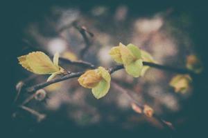 delicate leaves on branches in the warm spring sunshine in March photo