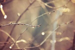 autumn branches of a tree dressed in leaves and raindrops shining in the sun photo