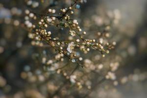 spring tree blooming in pink in close-up outdoors in the warm sunshine photo