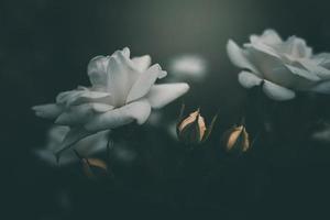 white little rose on the bush in the garden photo