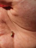 tiny brown snail close-up on a child's palm photo