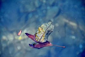 autumn colored leaf lying on clean cold water photo