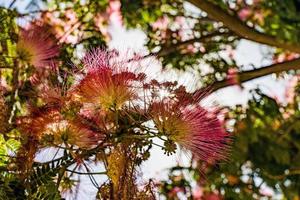 delicate Albizia Julibrissin tree on a warm sunny summer day in close-up photo