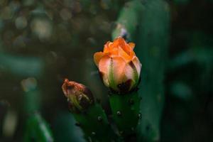 naranja espinoso Pera cactus flor en un antecedentes de verde en el jardín foto