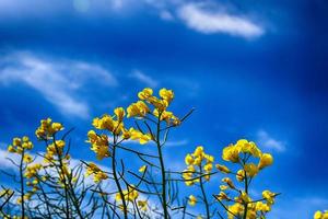 picturesque spring landscape with blue sky and green fields photo