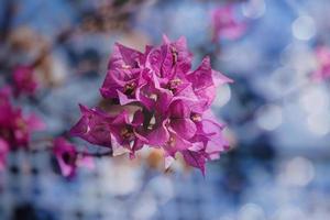 bougainvillea flower in summer sunshine with bokeh natural background photo