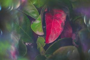 magical autumn green and red leaves with bokeh in close-up photo