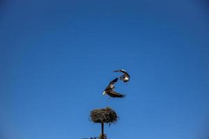 free birds storks on a background of the blue sky in flight fighting for gniazo in the spring photo