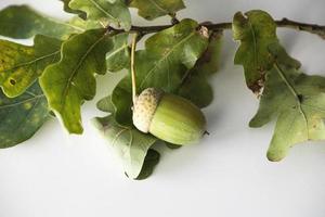 autumn oak twig with green leaves and acorns photo