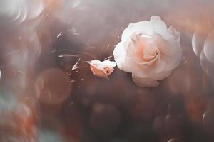 white rose in warm autumn sun in closeup and bokeh photo