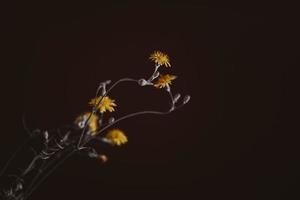 wild yellow flower of a dandelion on an interesting background photo