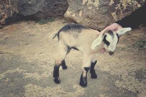 peaceful tame goat animals on a farm on Canary Island Fuertaventra photo