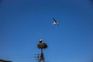 free birds storks on a background of the blue sky in flight fighting for gniazo in the spring photo