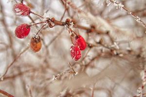 beautiful shrub with red fruits covered with white frost photo