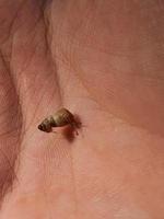 tiny brown snail close-up on a child's palm photo