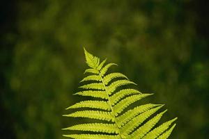 delicate green branch of ferns against a dark spring forest background, photo