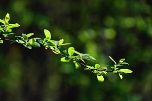 twig with young fresh spring green leaves on a warm sunny day photo