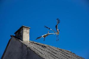 free wild black and white stork in flight against the background of the springtime cloudless blue sky photo