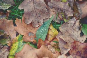 autumn oak leaves lying in the grass after the October rain photo