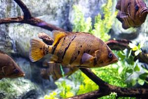 pequeño pescado animal nadando en el acuario de el zoo de zaragoza en España en un oscuro antecedentes foto