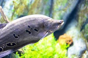 pequeño pescado animal nadando en el acuario de el zoo de zaragoza en España en un oscuro antecedentes foto