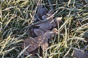 green grass covered with frost in the morning light photo