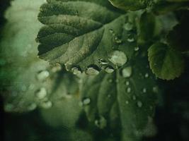 verano planta con gotas de lluvia en verde hojas foto