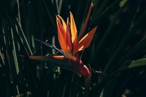 naranja real Strelitzia en el jardín en el calentar rayos de el Dom foto