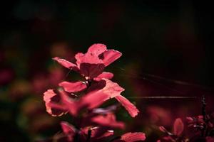 rojo hojas de un arbusto en el calentar otoño Dom foto