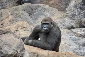 Gorilla in the zoo photo