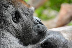 Gorilla in the zoo photo