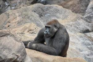 Gorilla in the zoo photo