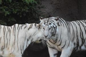 tigre blanco en el zoológico foto