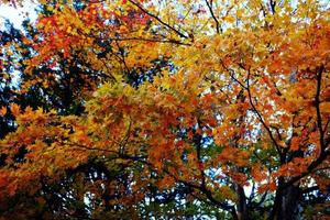 Red Maple Leaves in Autumn. photo