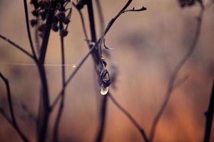 autumn plants with drops of water after the November freezing rain photo