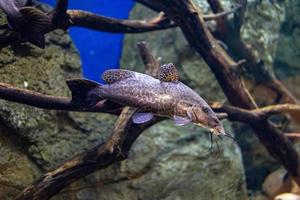 pequeño pescado animal nadando en el acuario de el zoo de zaragoza en España en un oscuro antecedentes foto