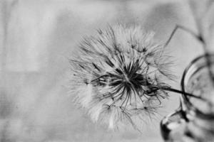 beautiful summer natural flower dandelion in close-up photo