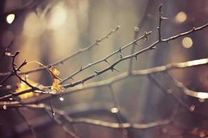 autumn branches of a tree dressed in leaves and raindrops shining in the sun photo