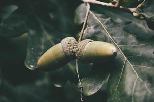 green autumn acorns on the branch of an oak among the leaves photo