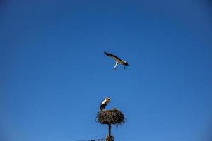 free birds storks on a background of the blue sky in flight fighting for gniazo in the spring photo