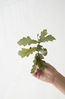 autumn green oak branch with an acorn held by a boy's hand on a white background, photo