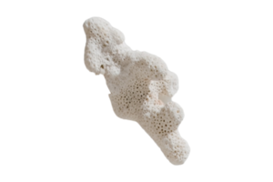 White sea shell isolated on a transparent background png