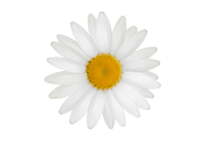 bianca fiore isolato su un' trasparente sfondo png