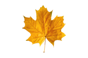 Yellow leaves isolated on a transparent background png