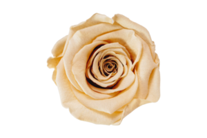 Beige flower isolated on a transparent background png