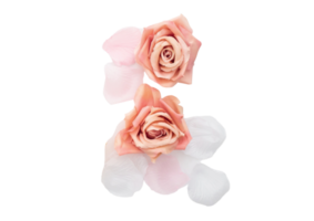 Pink rose and petals isolated on a transparent background png