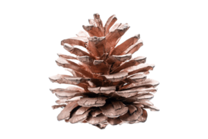 Pink pine cone isolated on a transparent background png