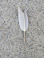 white imperfect feather on a stone background photo