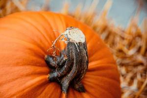 big orange autumn pumpkin in the garden photo