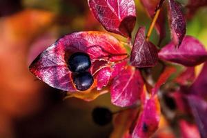 red leaves of a bush in the warm autumn sun photo